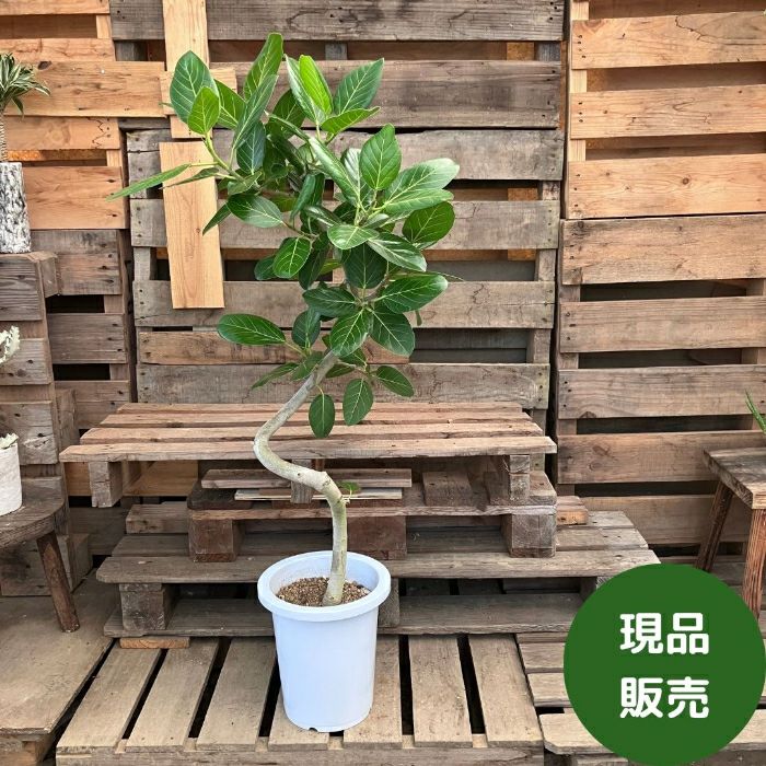 観葉植物現品販売