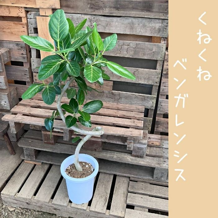 観葉植物現品販売