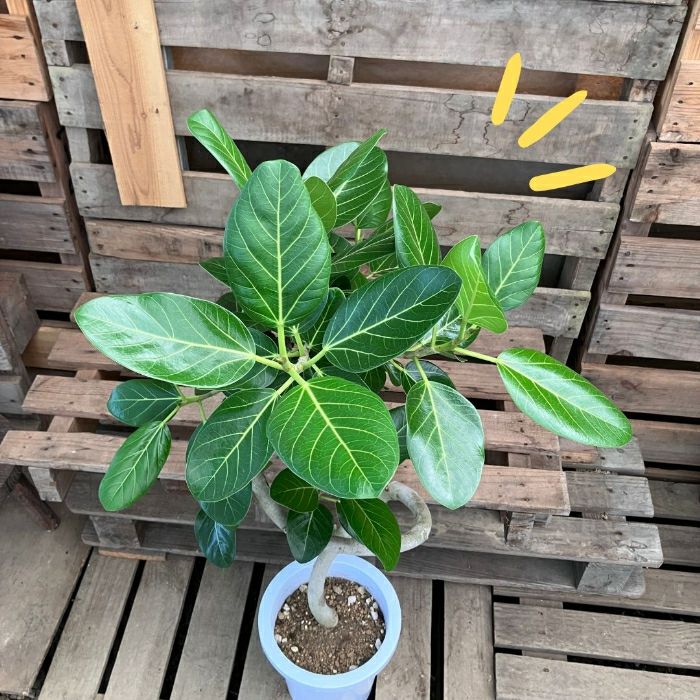 観葉植物現品販売