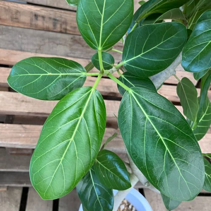 観葉植物現品販売