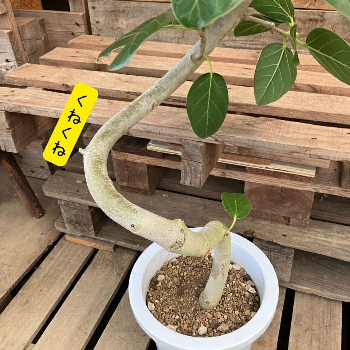 観葉植物現品販売