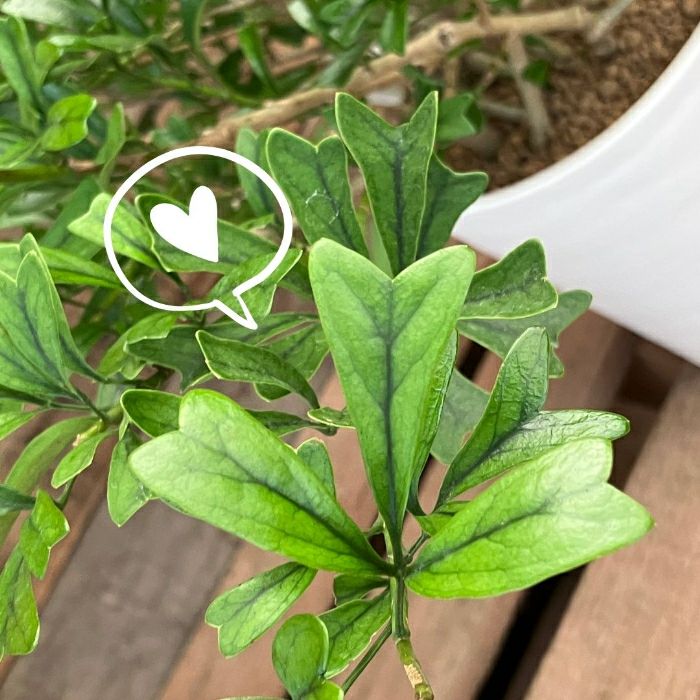 観葉植物現品販売