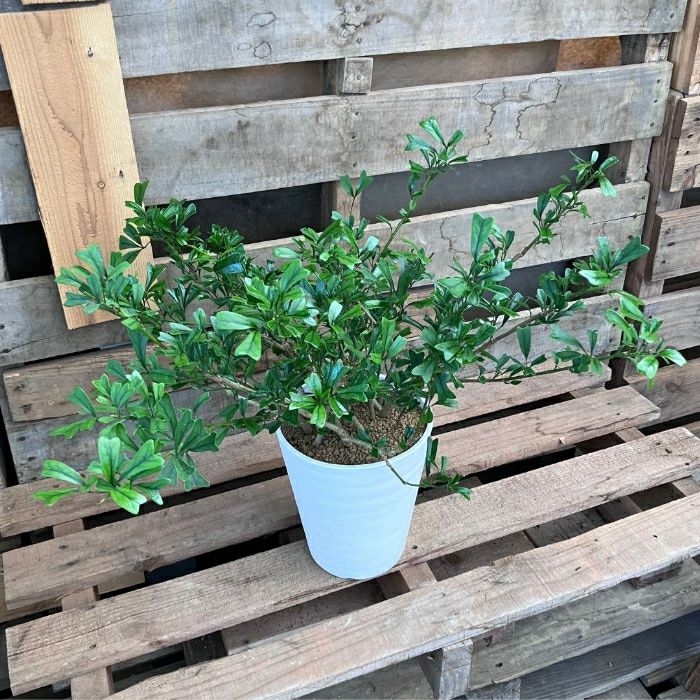 観葉植物現品販売