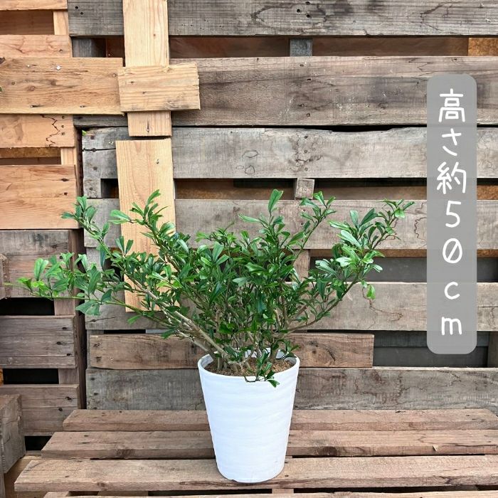 観葉植物現品販売