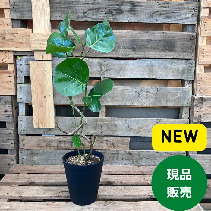 観葉植物現品販売