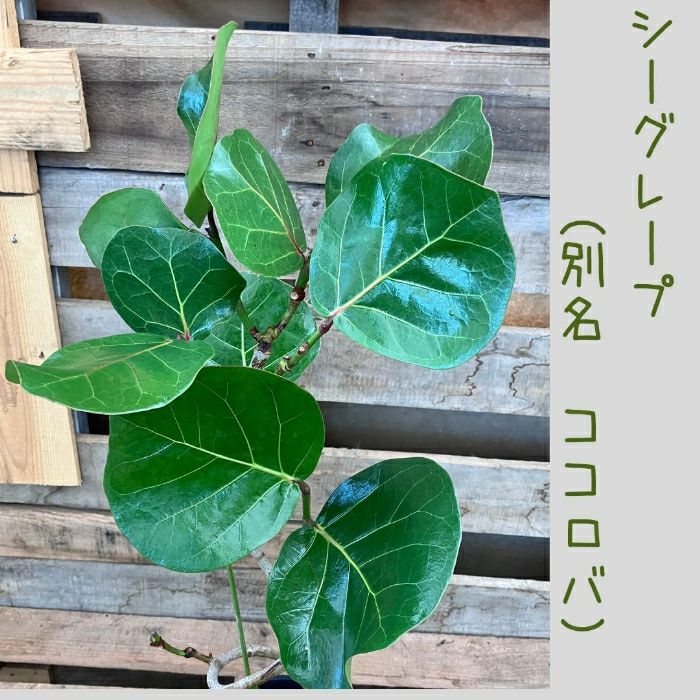 観葉植物現品販売