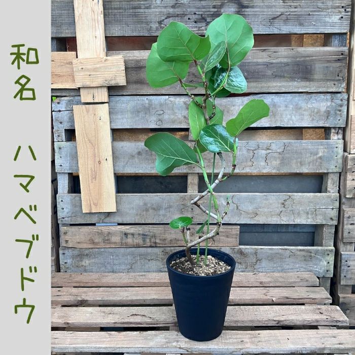 観葉植物現品販売