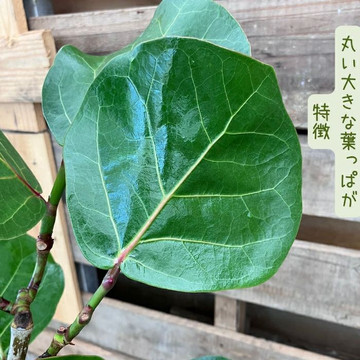 観葉植物現品販売