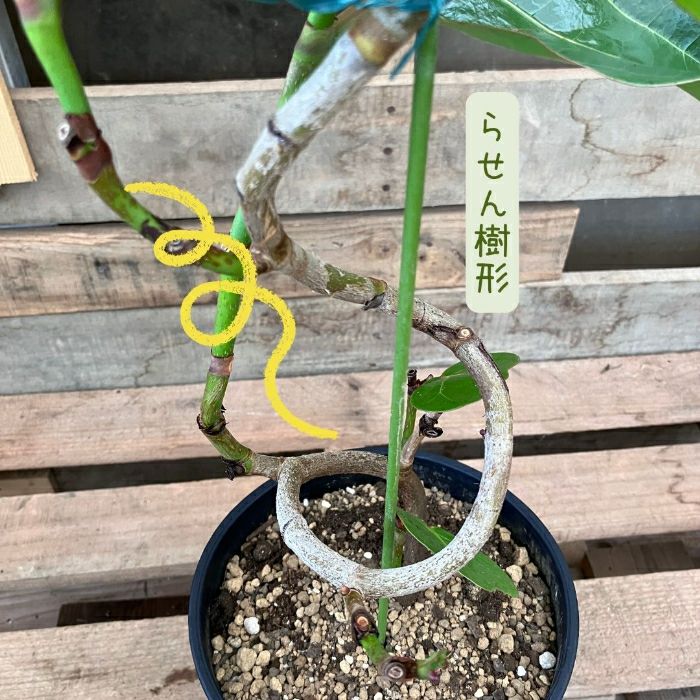 観葉植物現品販売