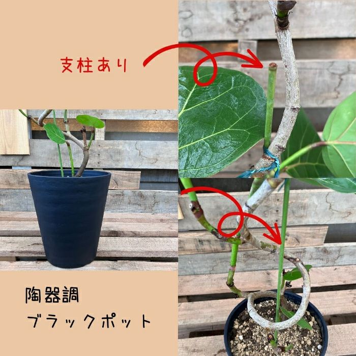 観葉植物現品販売
