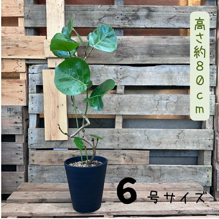 観葉植物現品販売