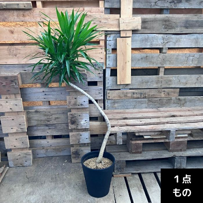 観葉植物現品販売