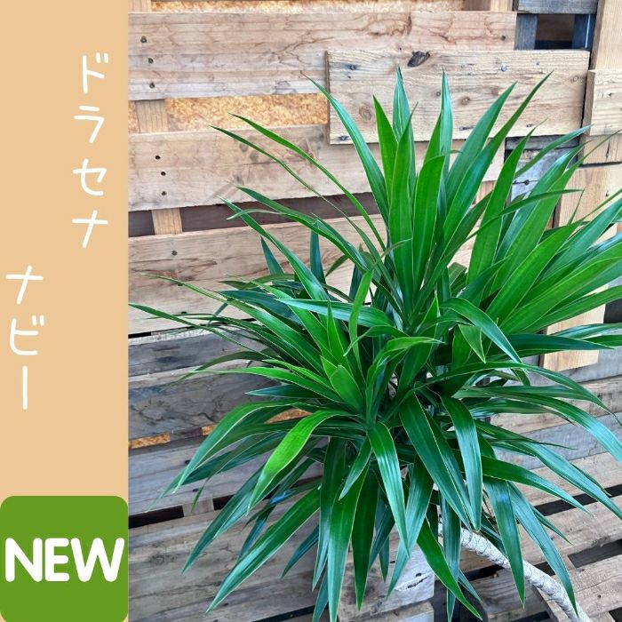 観葉植物現品販売