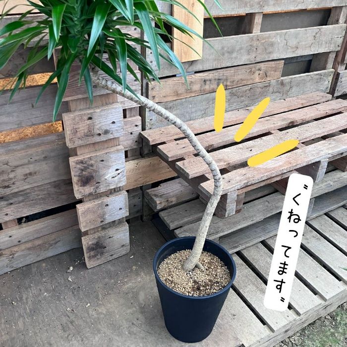 観葉植物現品販売