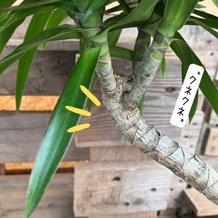 観葉植物現品販売