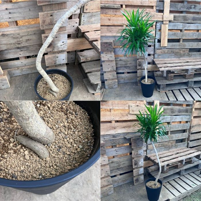 観葉植物現品販売