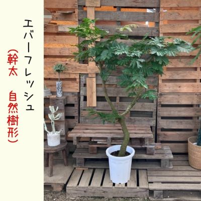 プロが直接お届け！大阪市内（とその周辺）エリア限定商品 | 観葉植物の専門店 彩植健美