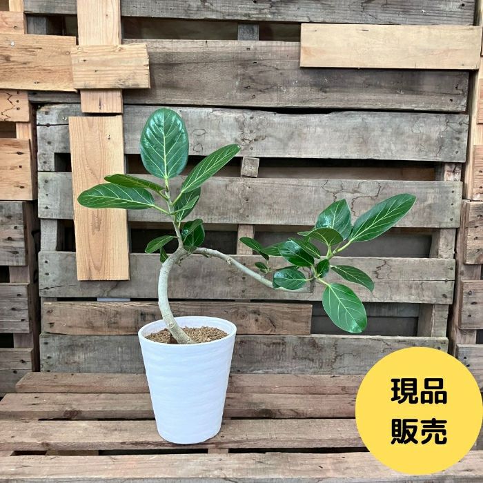 観葉植物現品販売