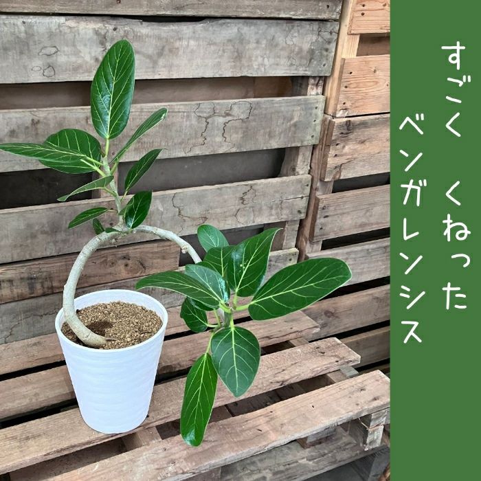 観葉植物現品販売