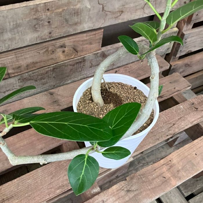 観葉植物現品販売