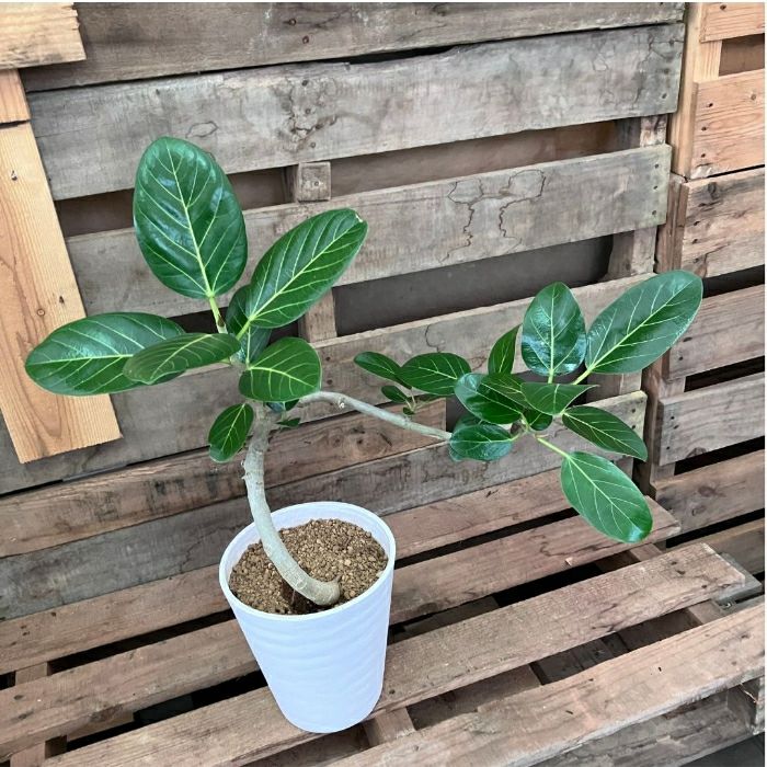 観葉植物現品販売