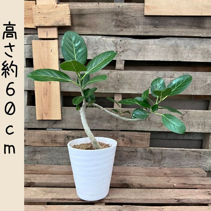 観葉植物現品販売