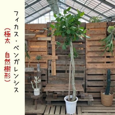 観葉植物を樹種で選ぶ 通販 【観葉植物の専門店 彩植健美】