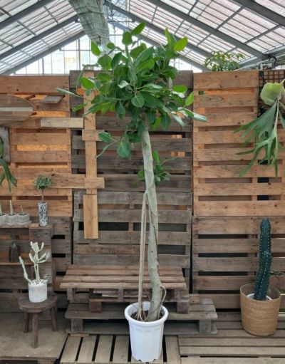 ☆ フィカス ベンガレンシス♪ 極太幹 92cm♪ 観葉植物 フィカス ベンガレンシス 8号 曲り 極太 ラスター