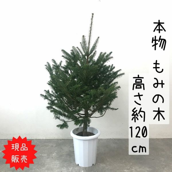 もみの木 現品 鉢植え 120cm～ 10号鉢 本物 志向の クリスマスツリー