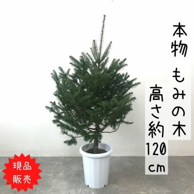 もみの木・クリスマスツリー