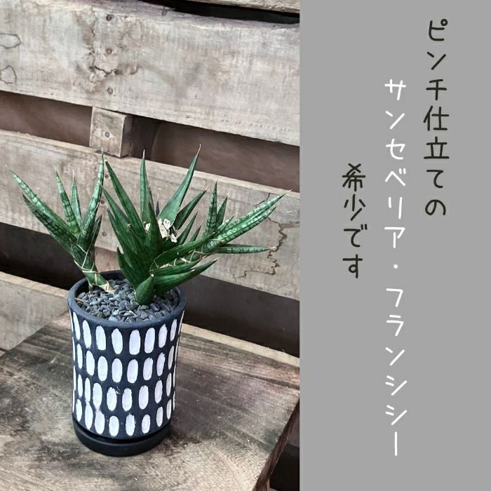 観葉植物現品販売