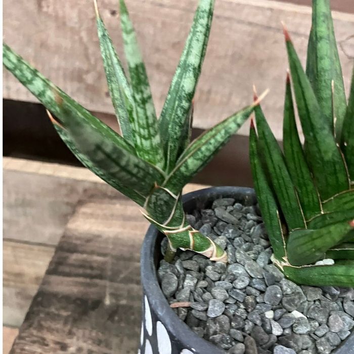 観葉植物現品販売