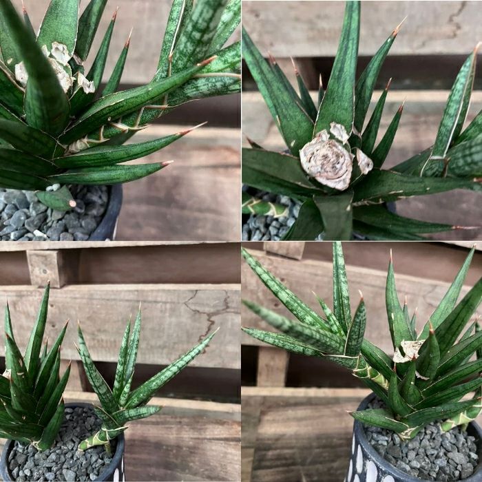 観葉植物現品販売