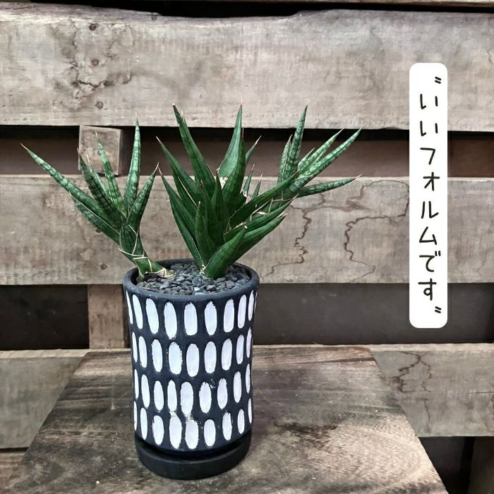 観葉植物現品販売