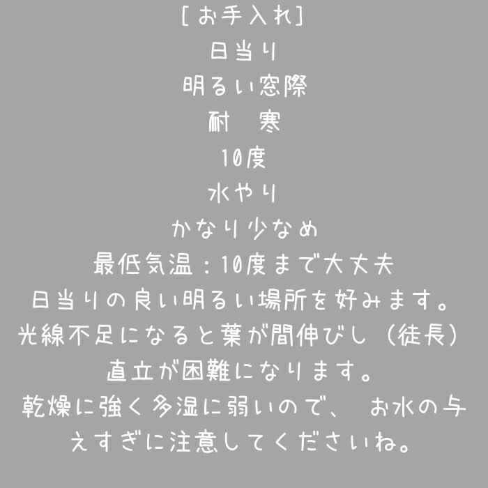 観葉植物現品販売