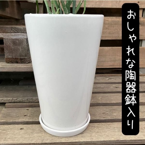 ユーフォルビア オンコクラータ 陶器鉢 6号