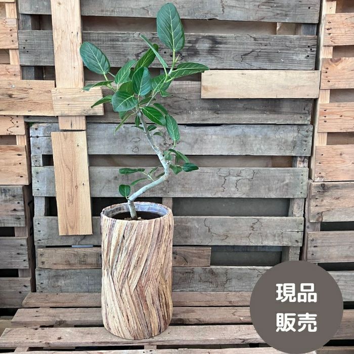 観葉植物現品販売