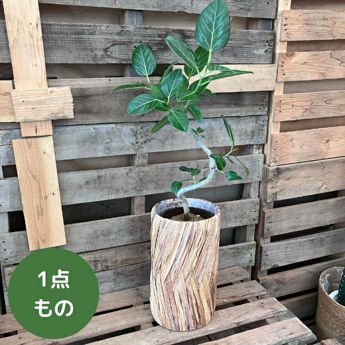 観葉植物現品販売