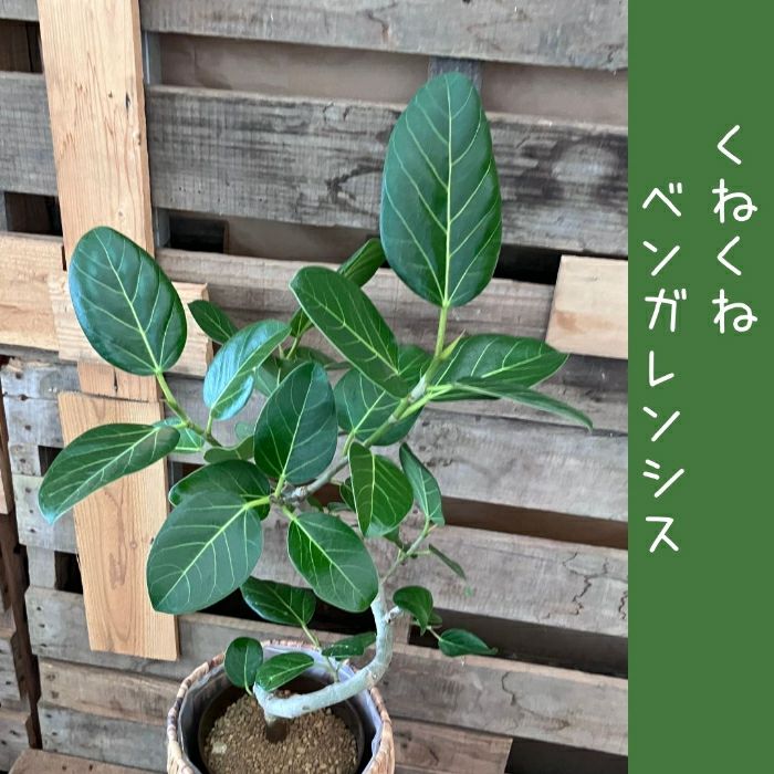 観葉植物現品販売