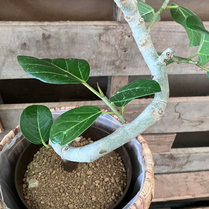 観葉植物現品販売