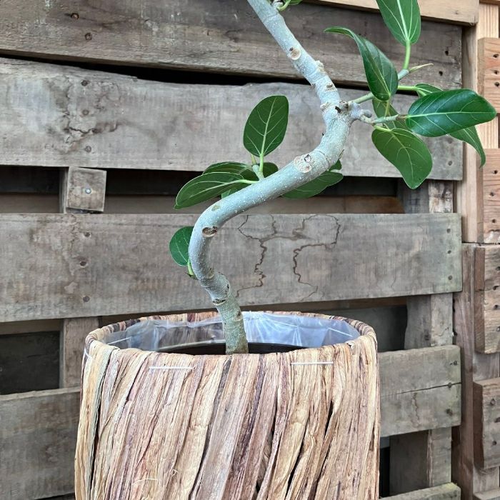 観葉植物現品販売