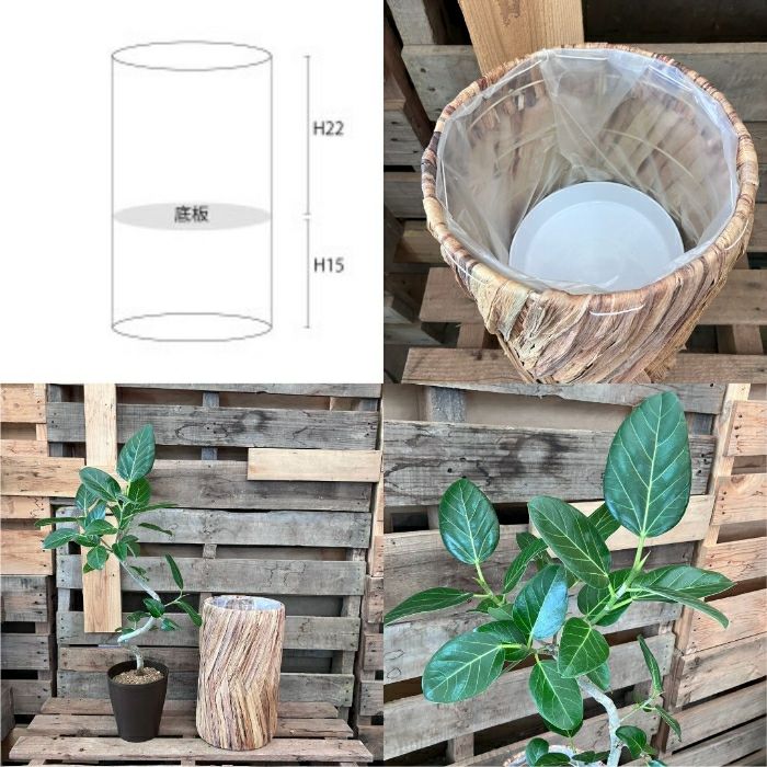 観葉植物現品販売