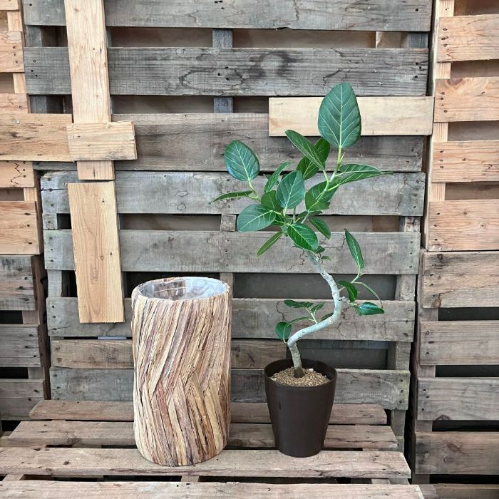 観葉植物現品販売