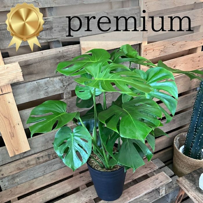 観葉植物現品販売