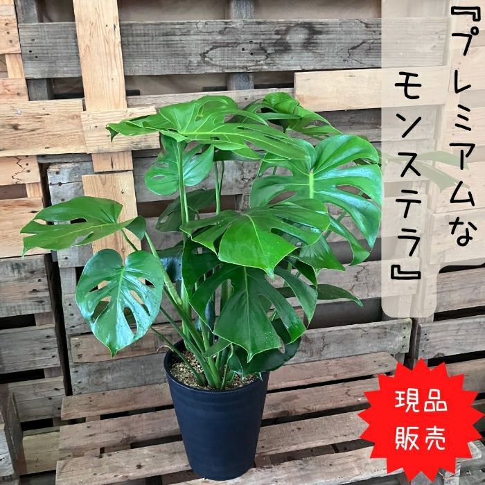 観葉植物現品販売