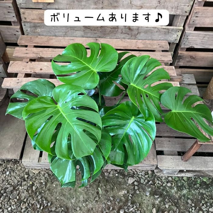 観葉植物現品販売