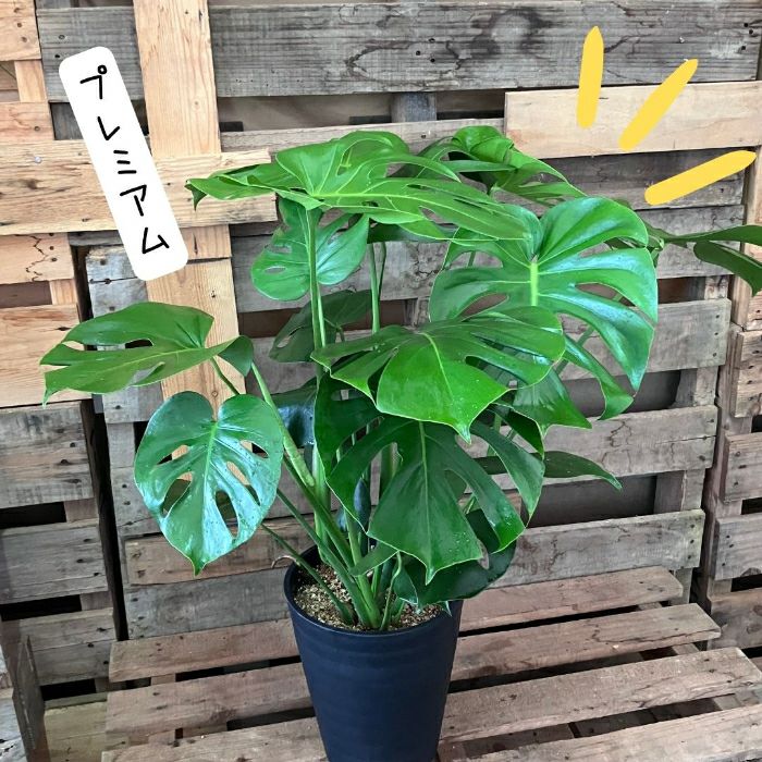 観葉植物現品販売