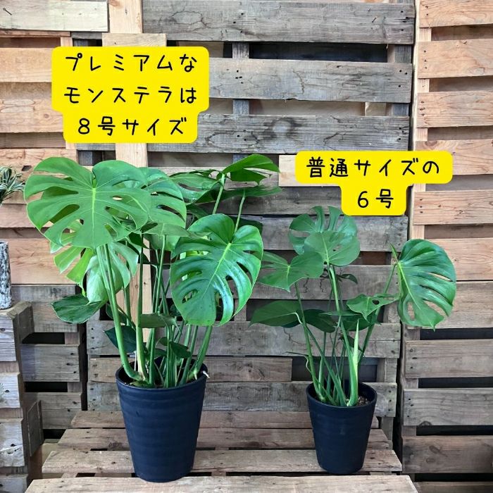 観葉植物現品販売