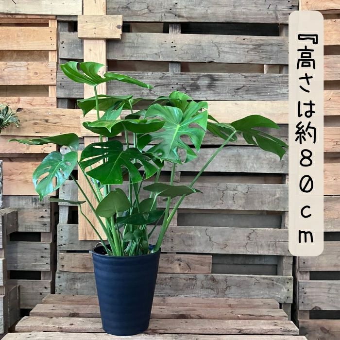 観葉植物現品販売