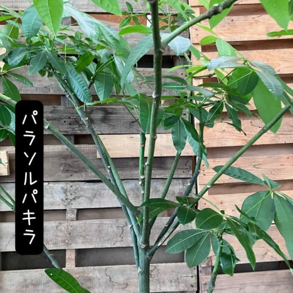 ☆1点もの☆ 自然系パキラ 『パラソルパキラ』【大阪市と近郊